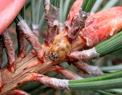 Harmonia quadripunctata