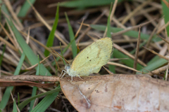 Eurema elathea