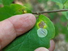 Cameraria hamameliella