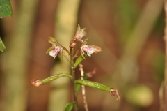 Eulophia maculata
