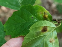 Cameraria hamameliella