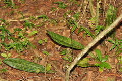 Eulophia maculata