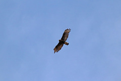 Buteo albonotatus