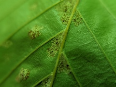 Cameraria hamameliella