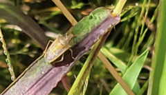 Oebalus