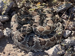 Crotalus scutulatus