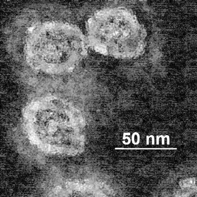 Flasuviricetes