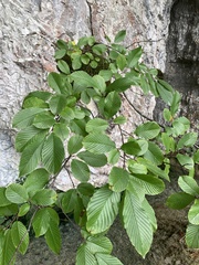 Rhamnus fallax