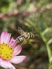 Halictus ligatus