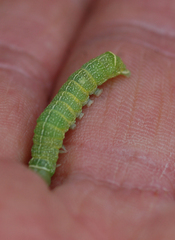 Orthosia cerasi