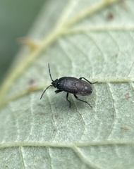 Rhyparochrominae