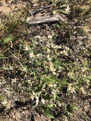 Pseudognaphalium obtusifolium