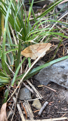 Tetracis jubararia