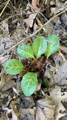 Pyrola americana