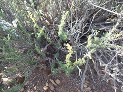 Pelargonium karooicum