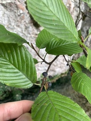 Rhamnus fallax