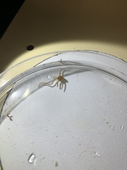 Amphipholis squamata