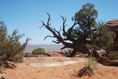 Juniperus osteosperma