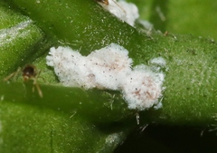 Maconellicoccus hirsutus