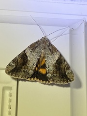 Catocala micronympha