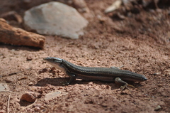 Psammodromus algirus