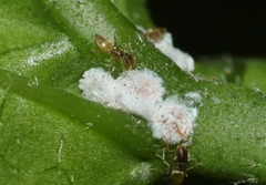 Tapinoma melanocephalum