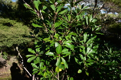 Pittosporum huttonianum