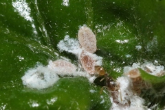 Maconellicoccus hirsutus