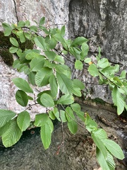 Rhamnus fallax