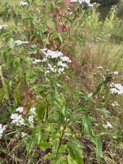 Eupatorium