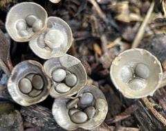 Cyathus olla