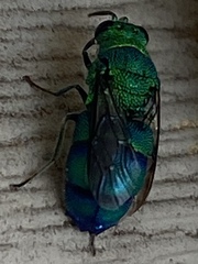 Chrysis smaragdula