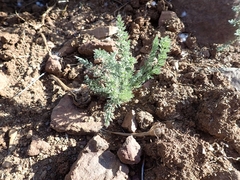 Pelargonium rapaceum
