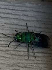 Chrysis smaragdula