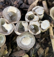 Cyathus olla