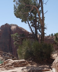 Juniperus osteosperma