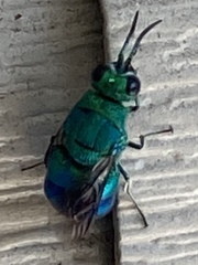 Chrysis smaragdula