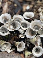 Cyathus olla