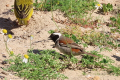 Passer melanurus melanurus