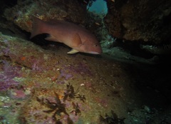 Bodianus pulcher