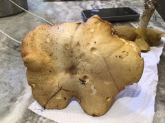 Suillus tomentosus
