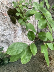 Rhamnus fallax