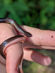 Carphophis amoenus amoenus