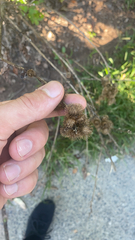 Arctium minus