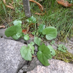 Barbarea vulgaris