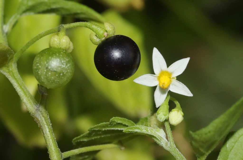 Solanum americanum