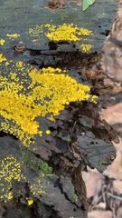 Calycina citrina