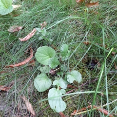 Barbarea vulgaris