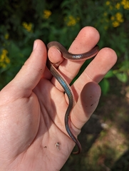 Carphophis amoenus amoenus