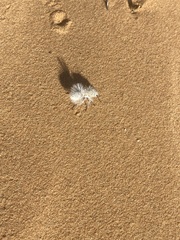 Dasymutilla gloriosa